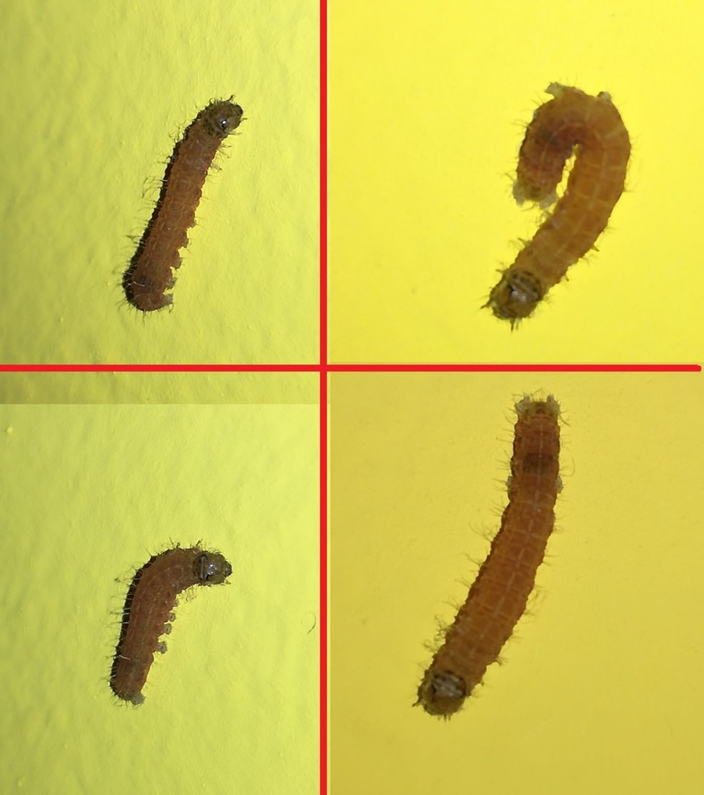 Bruco da identificare